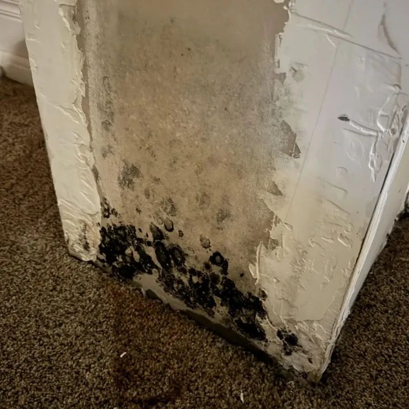 Professional Mold Removal in Rice County, KS